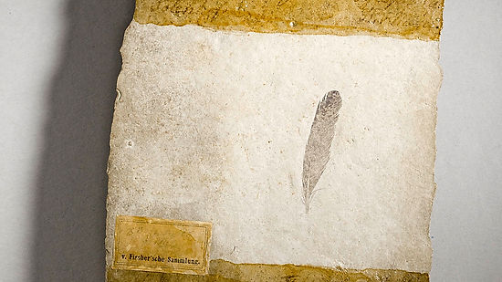 Archaeopteryx feather color